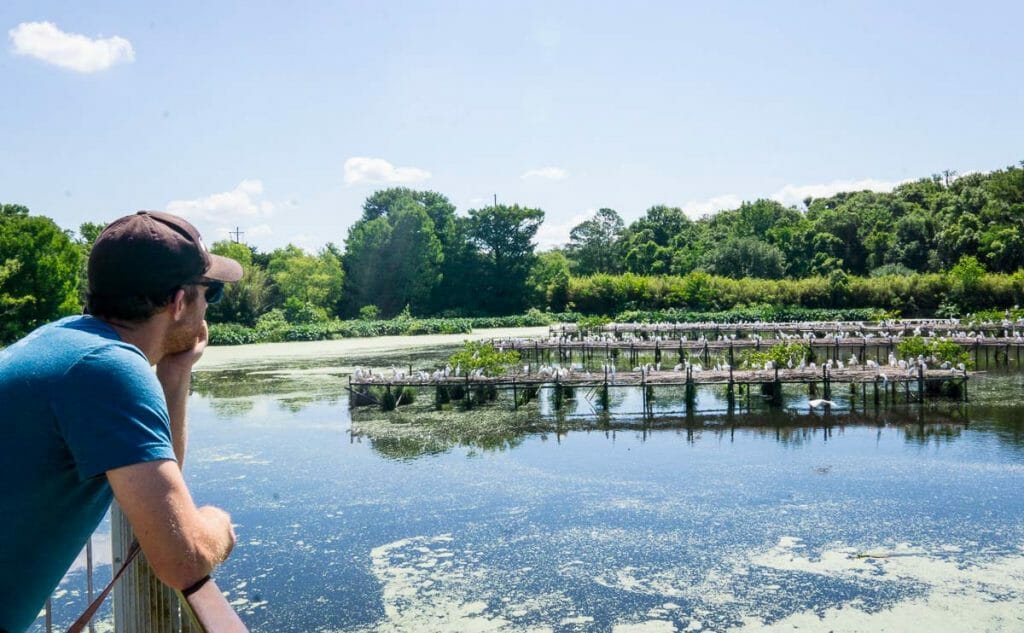 watching the egrets nest on Avery Island