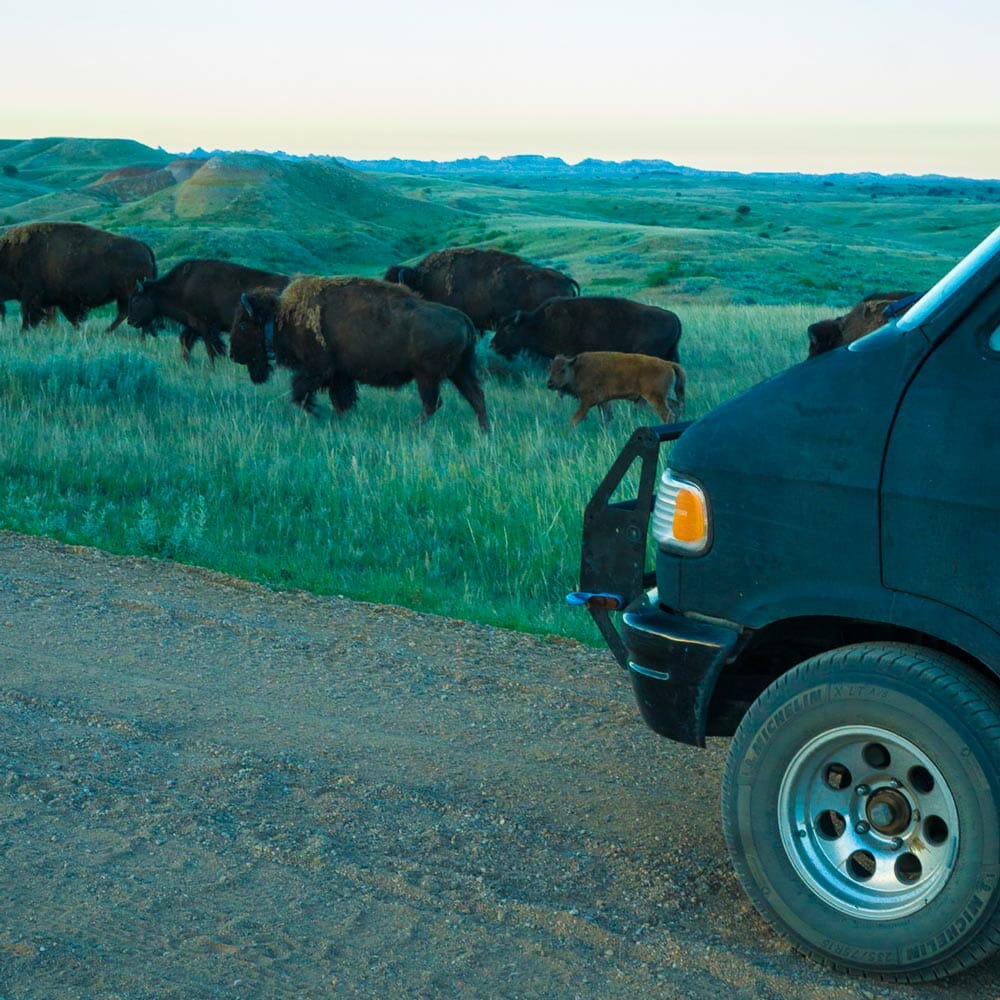driving past bison in badlands national park