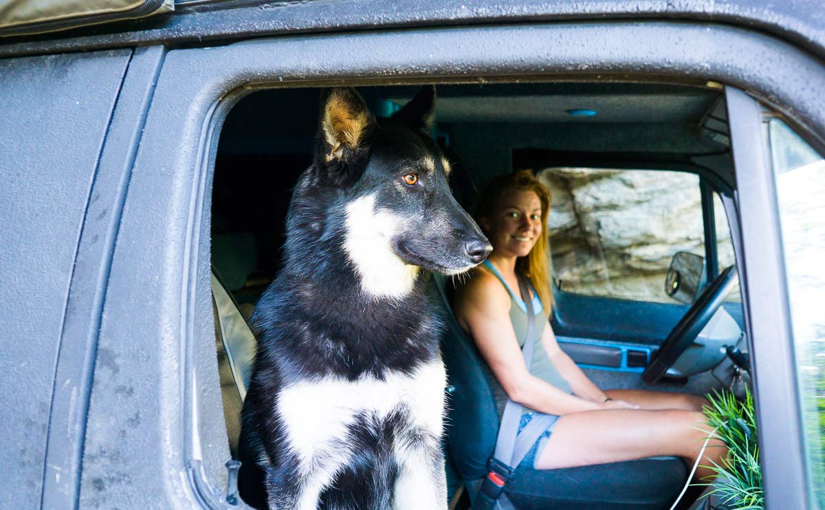 Dog traveling in a full time van