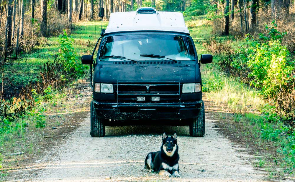 VanLife Dog