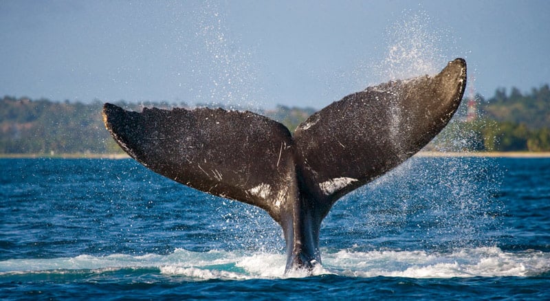 whale watching tour in acadia national park