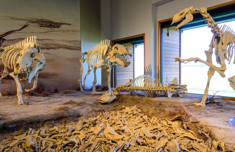 bones at the agate fossil beds national monument
