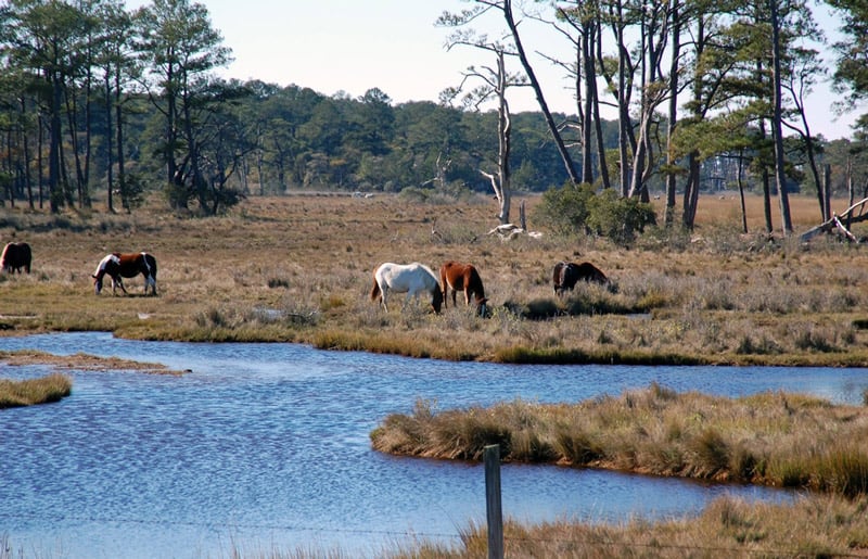 wild horses on the assateague island national park seashore