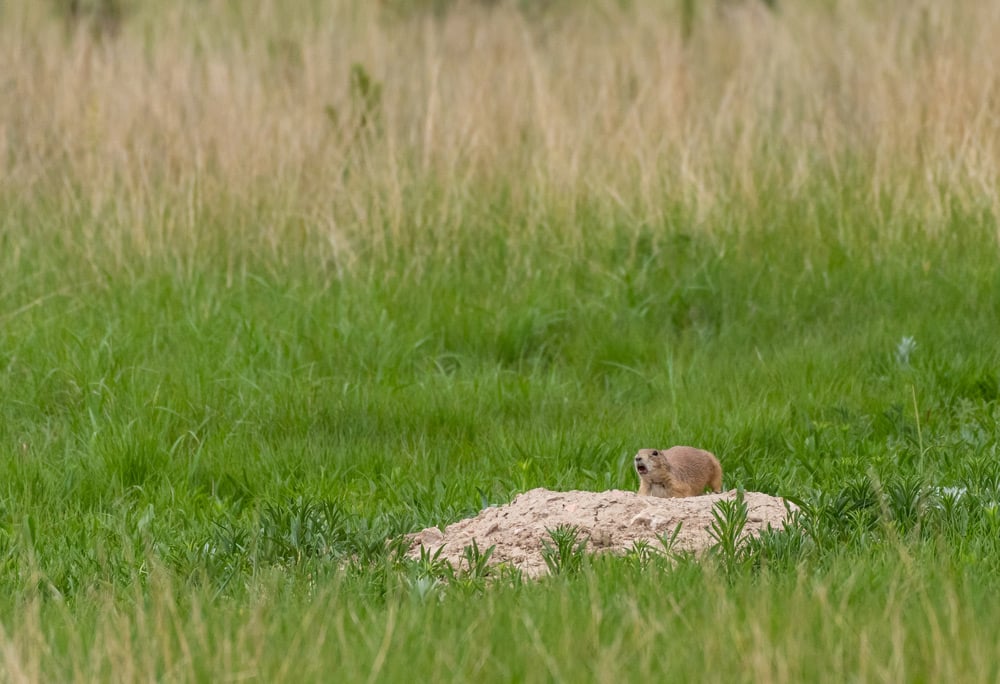 wild prairie dog on a mound in the south dakota badlands
