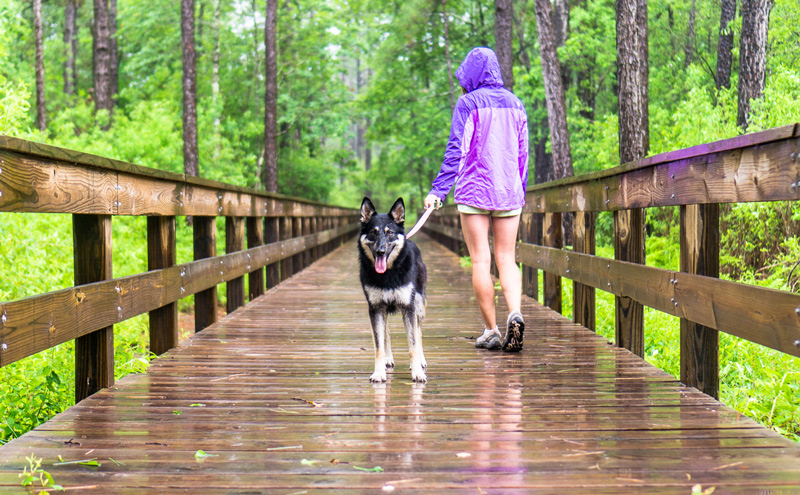 big thicket national preserve in east texas