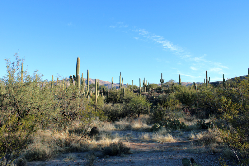 saguaro national park cactus on the trail to bridal wreath falls