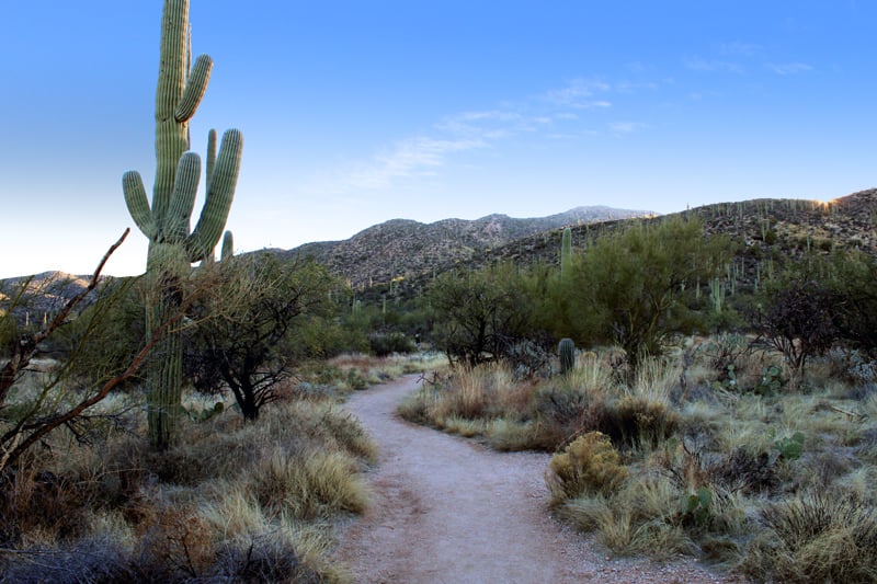 saguaro cactus on bridal wreath falls hiking trail