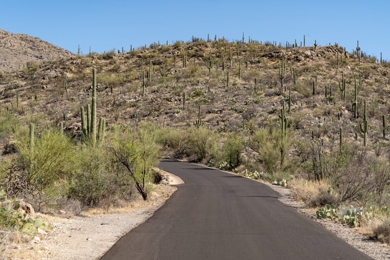 scenic drive on the cactus forest loop in saguaro national park arizona