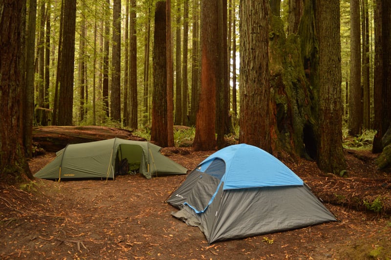 tent camping in sequoia national park california beneath the redwood trees