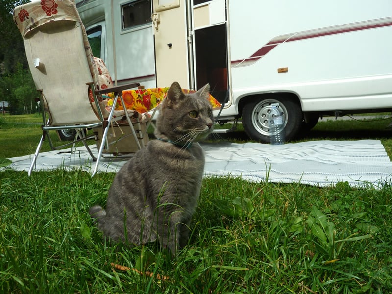 cat sitting in the grass outside of an rv motorhome at a campground