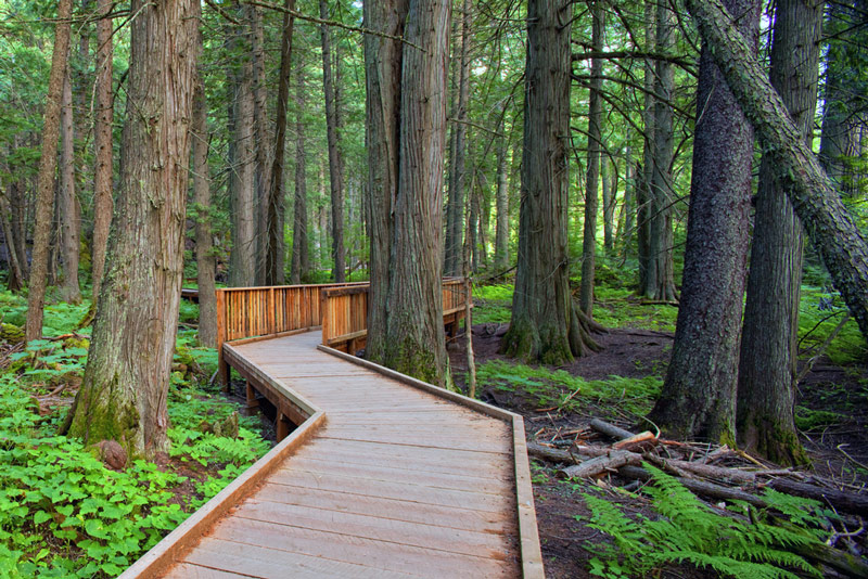 boardwalk following the trail of cedars in glacier national park montana