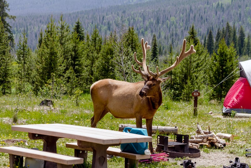 wildlife at a campsite in the colorado national forest