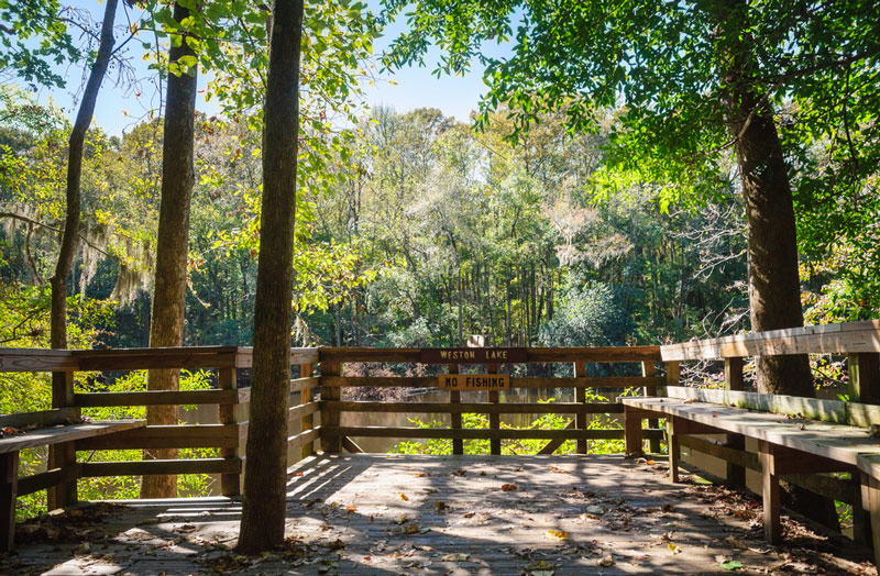 boardwalk and bench in congaree national park south carolina