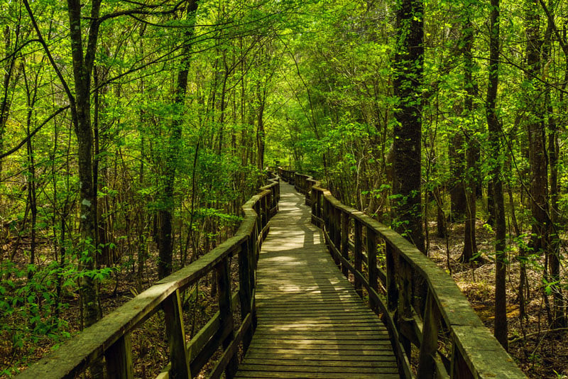 boardwalk hiking trail in congaree national park south carolina