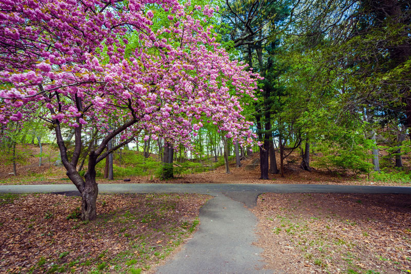 spring tree on a walking path in connecticut