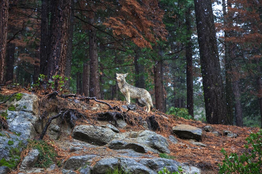 Photographing coyote in Yosemite National Park