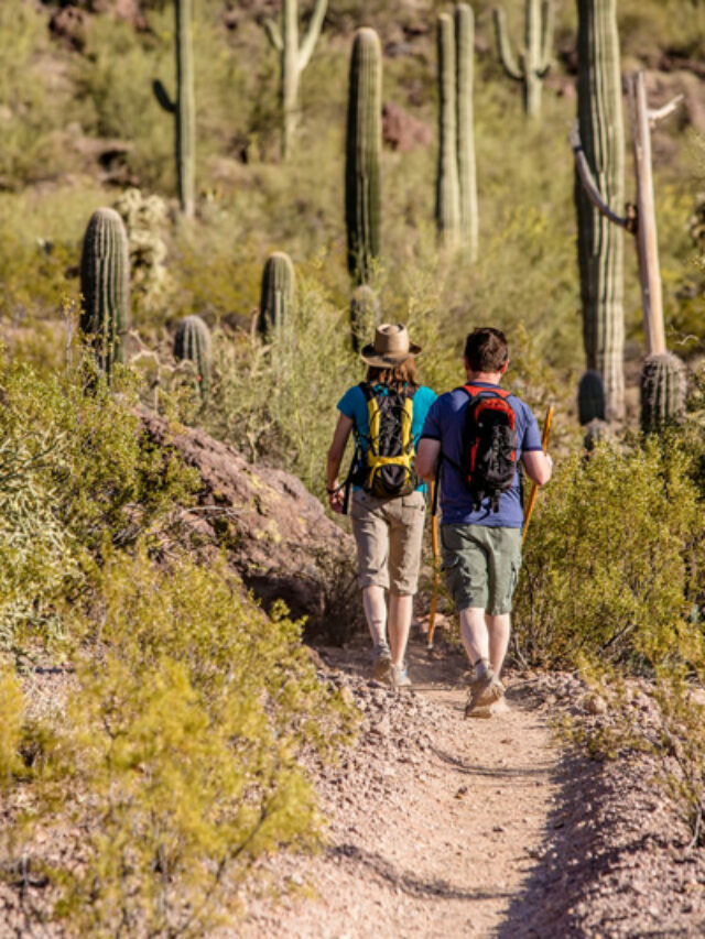 Best Hiking in Saguaro