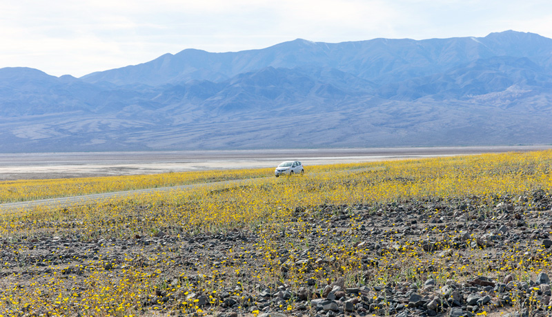 superbloom in death valley national park