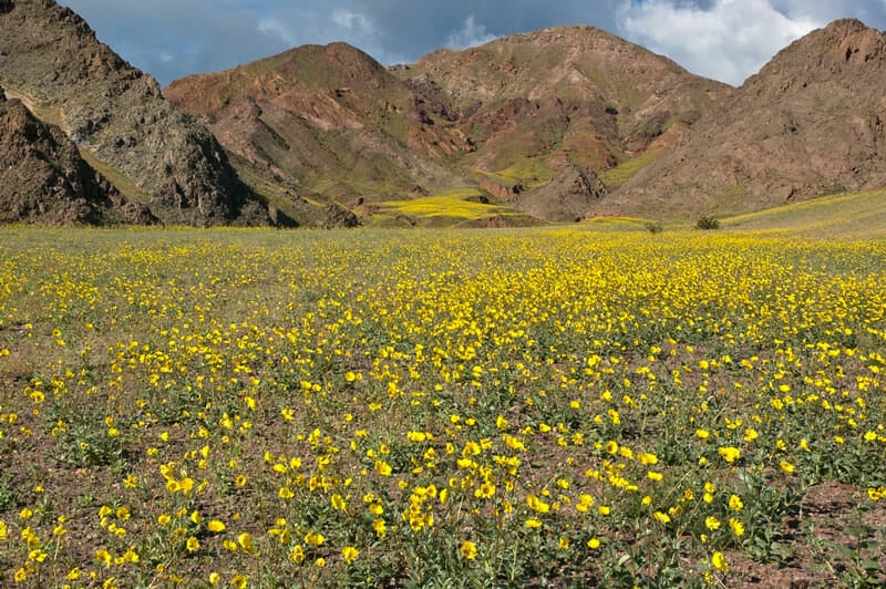 wildflowers blooming in death valley national park in the spring