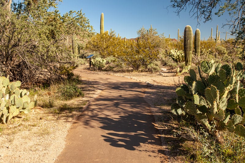 hiking on the dog-friendly desert discovery trail in saguaro national park