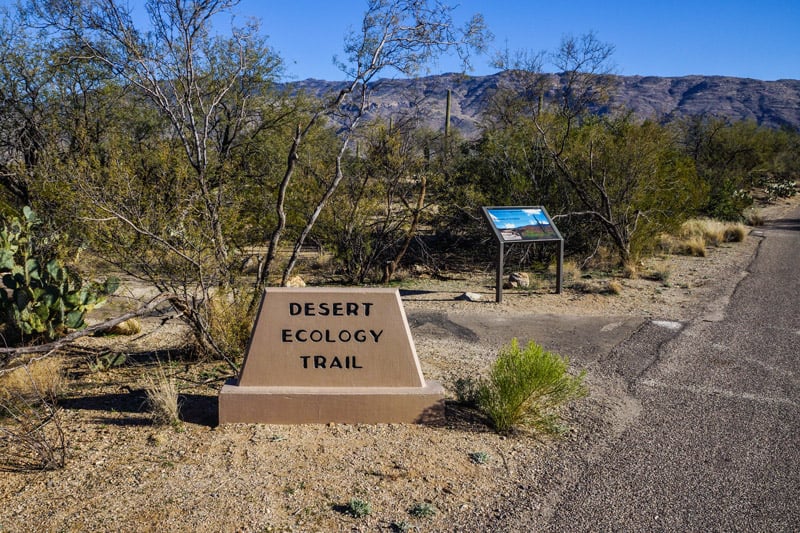 the dog-friendly desert ecology trail in saguaro national park arizona
