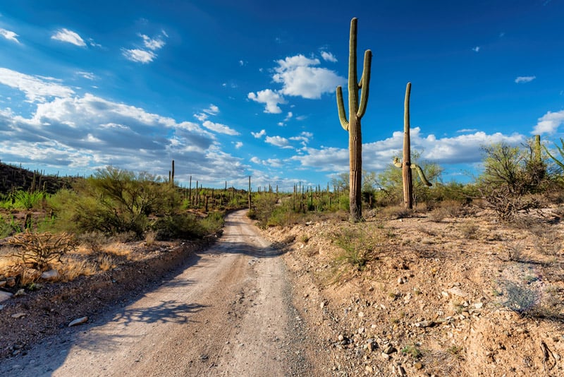 dirt road in saguaro national park