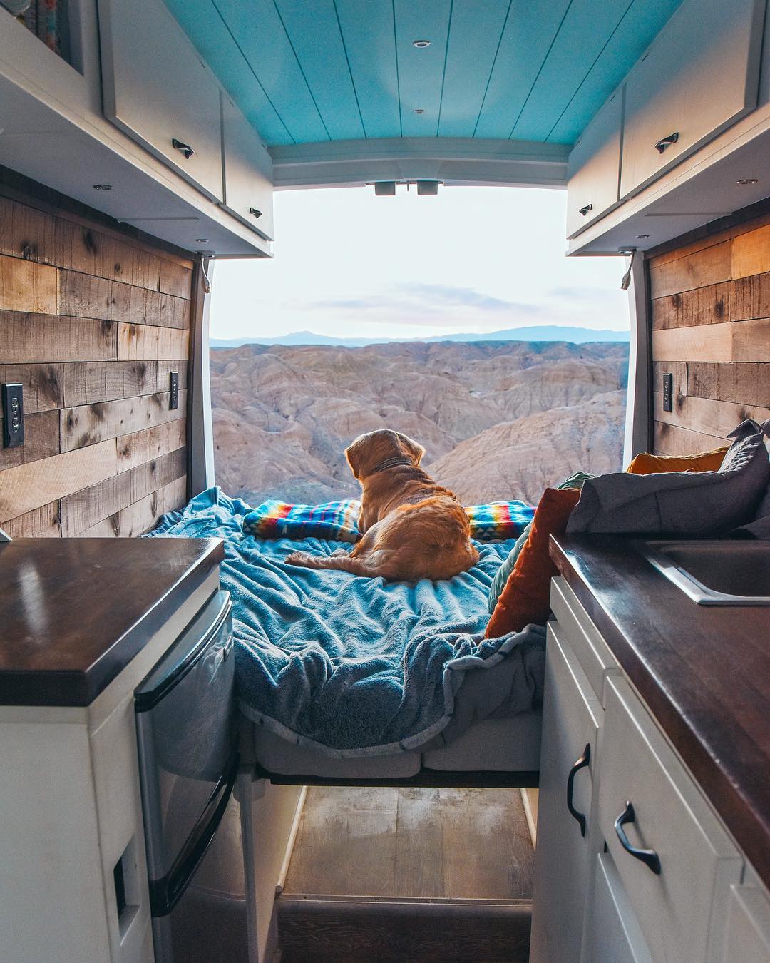 dog sitting in a diy camper van conversion