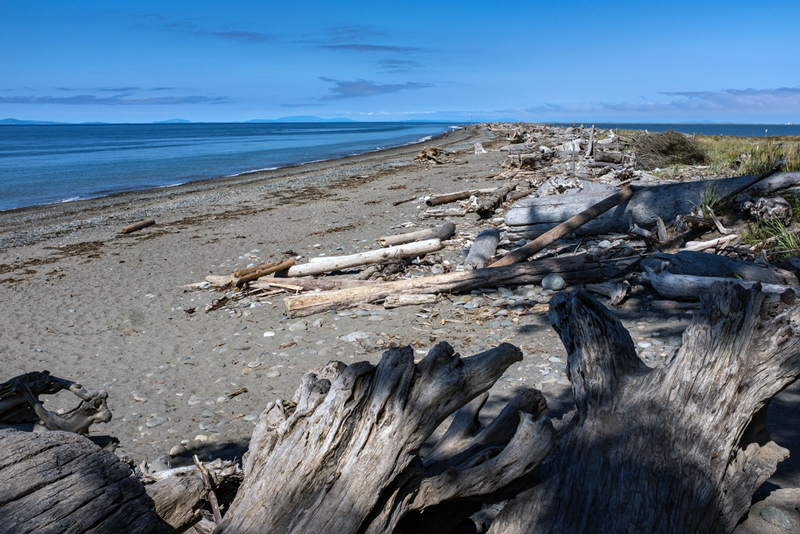 driftwood in the dungeness spit wildlife refuge