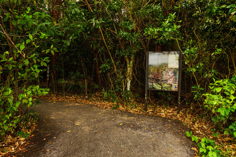 gumbo limbo trail in everglades national park florida