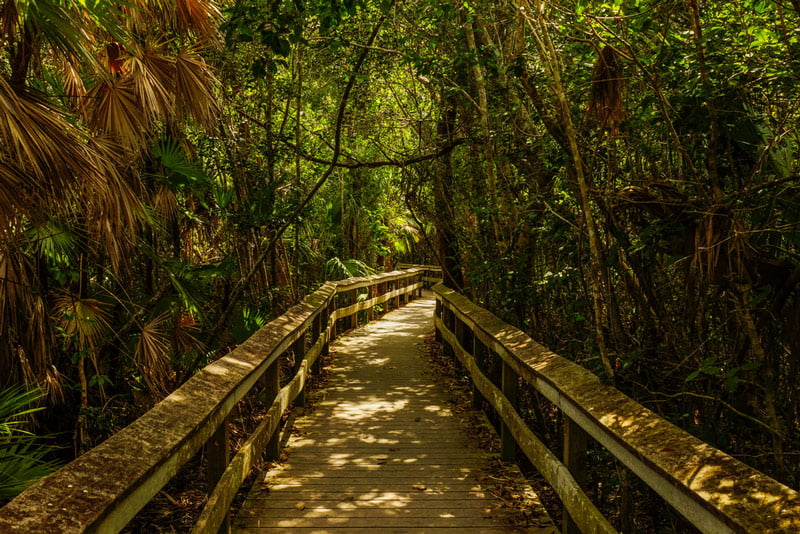 hiking through everglades national park in florida
