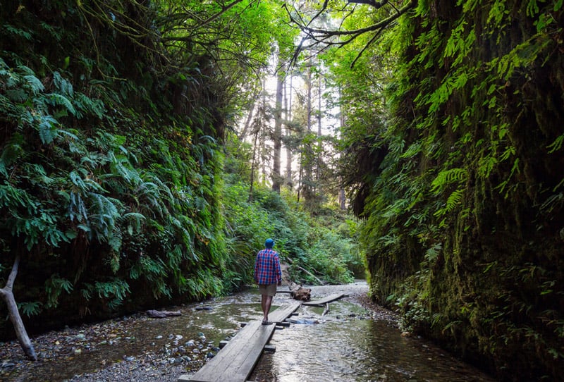hiking on the fern canyon trail in redwood national park