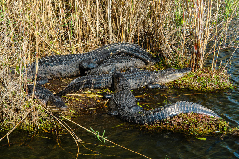 florida alligators in everglades national park