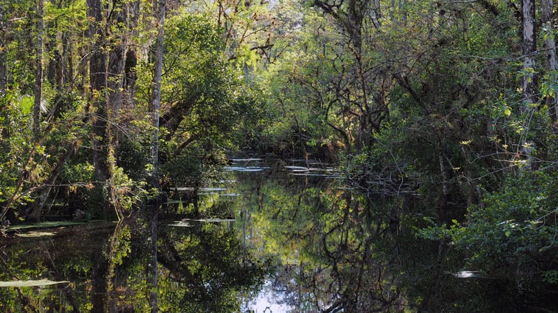 river and swamp in a florida national park