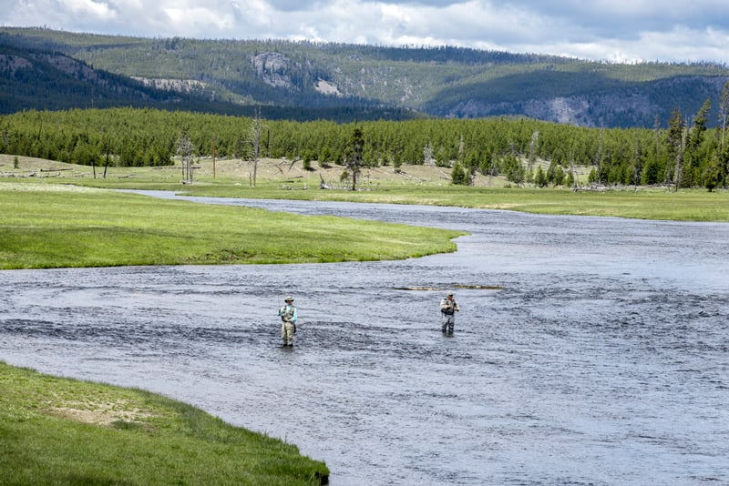 fly fishing in the Gibbon River in yellowstone national park