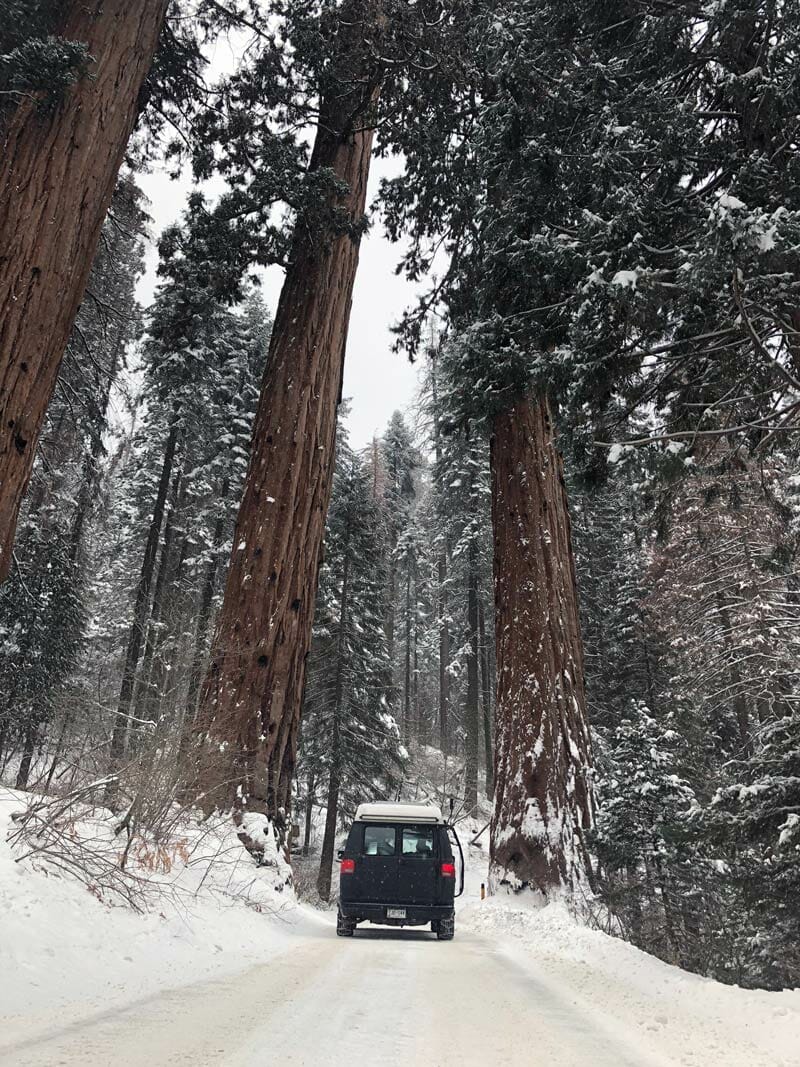 Four Guardsman Trees in Sequoia National Park