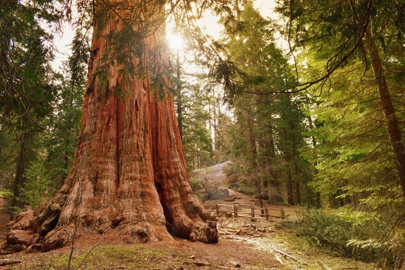 general grant tree in kings canyon national park is the largest sequoia by volume