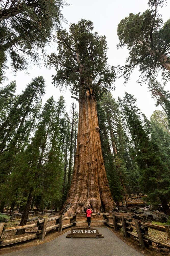 general sherman tree near lodgepole campground in sequoia national park