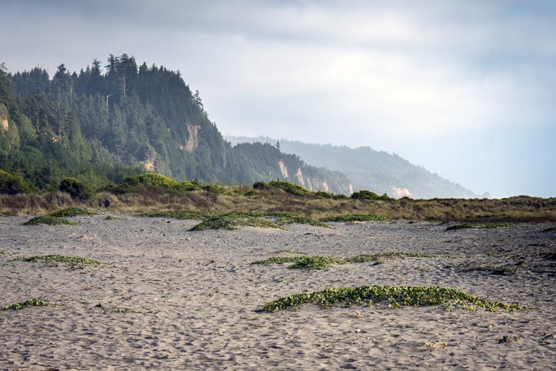 gold bluffs beach campsite in redwoods national park california