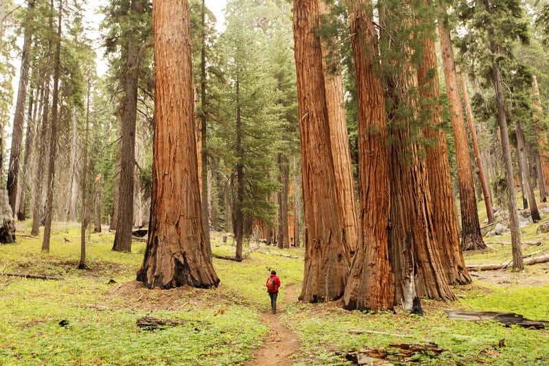 hiking through grant grove in king's canyon national park