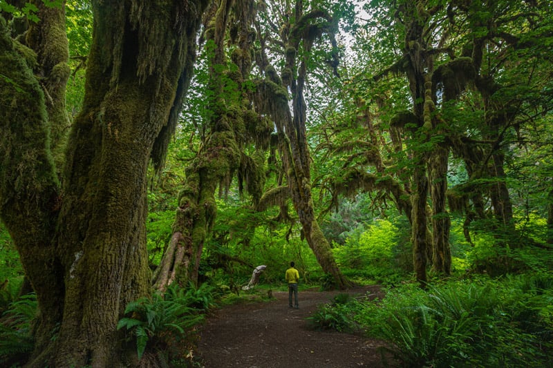 hiker on the hall of mosses trail in the hoh rainforest olympic national park