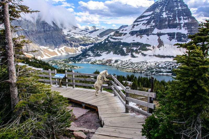 mountain goat on the boardwalk at the hidden lake overlook trail in glacier national park montana