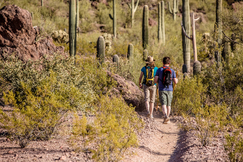 hiking among cacti in saguaro national park arizona