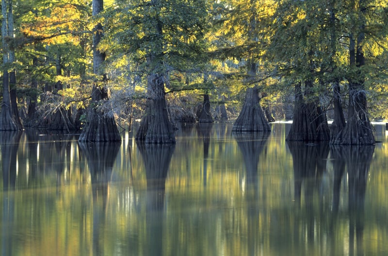 Horseshoe Lake State Park in Southern Illinois