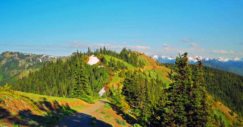 hurricane hill hiking trail in olympic national park washington