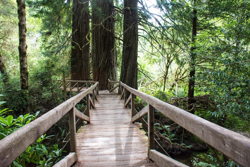 james irvine trail in redwoods national park california