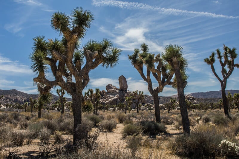joshua tree national park cactus in California