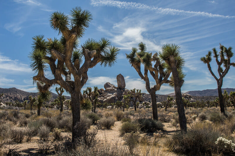 joshua tree national park cactus