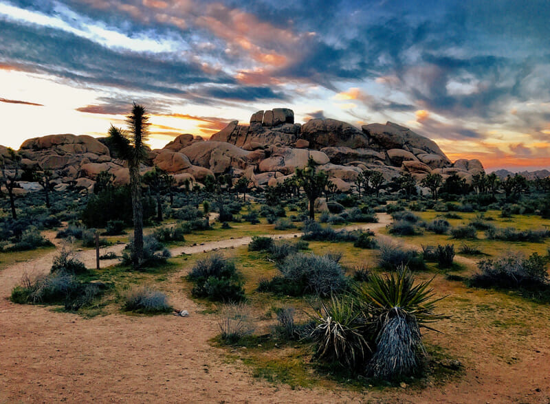 joshua tree cactus in the national park