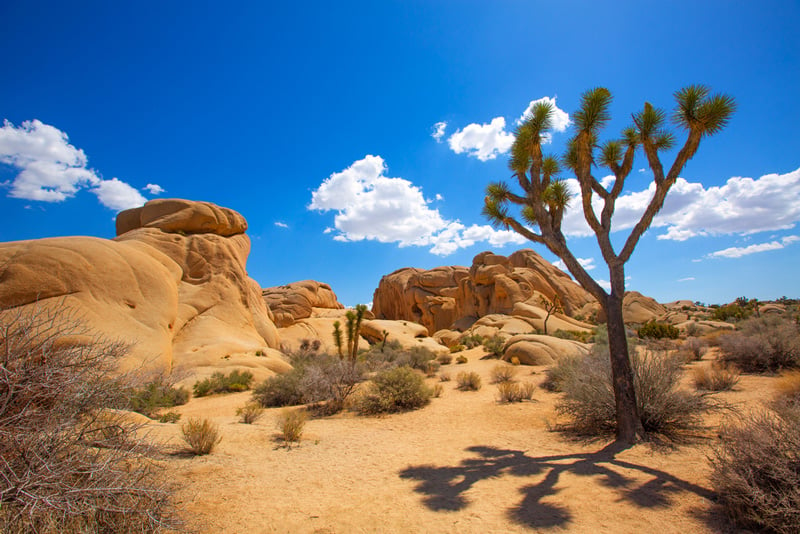 camping at jumbo rocks in joshua tree national park