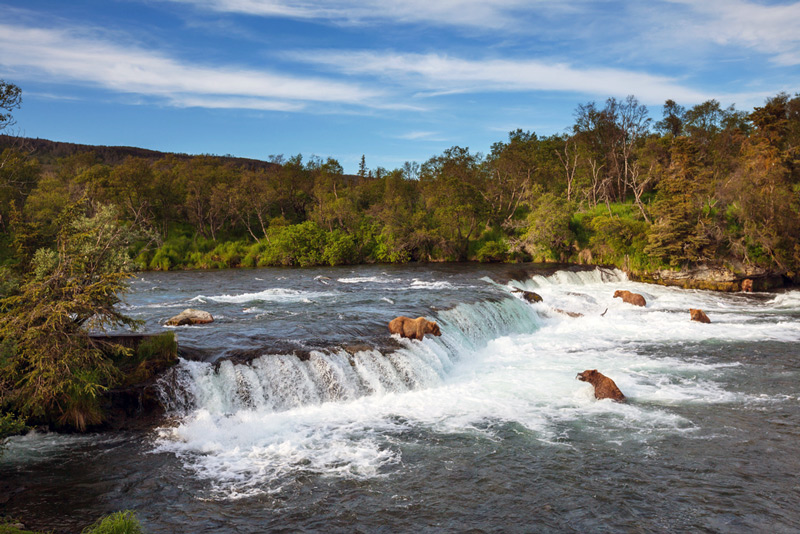 grizzly bears catching salmon in katmai national park in alaska